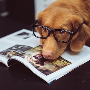 Professional pet grooming transformation example 1 at People n Pets Siliguri